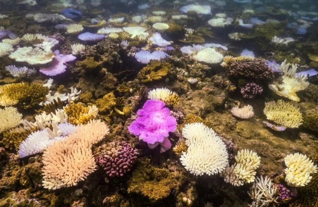 Australia’s Great Barrier Reef suffers worst bleaching in history