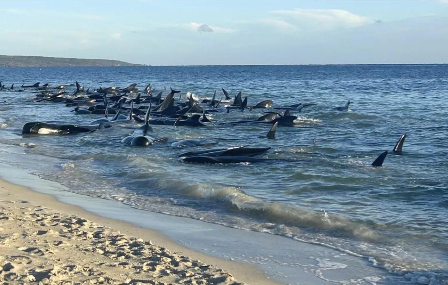 160 whales were stranded in mysterious mass, and more than 30 died. Experts explain the reason is heartbreaking