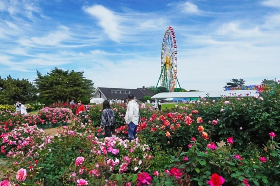 Hitachi Seaside Park’s 3,400 roses are at their best viewing period